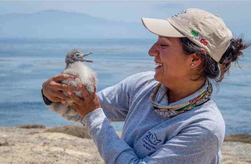 A biologist monitors a month-old shearwater chick during the great rat chase on Guadalupe Island.