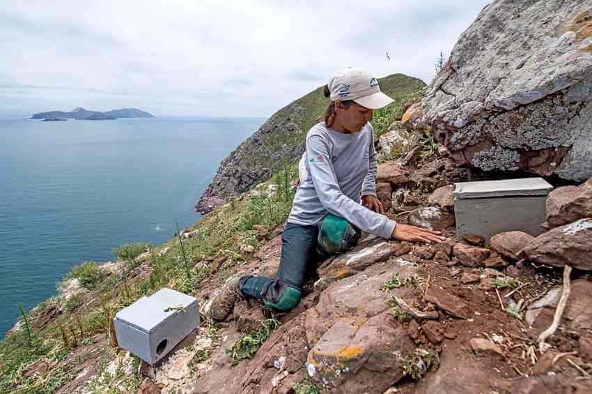 A seabird specialist from GECI installs artificial burrows for Cassin’s auklets on the steep slopes of Isla Coronado.