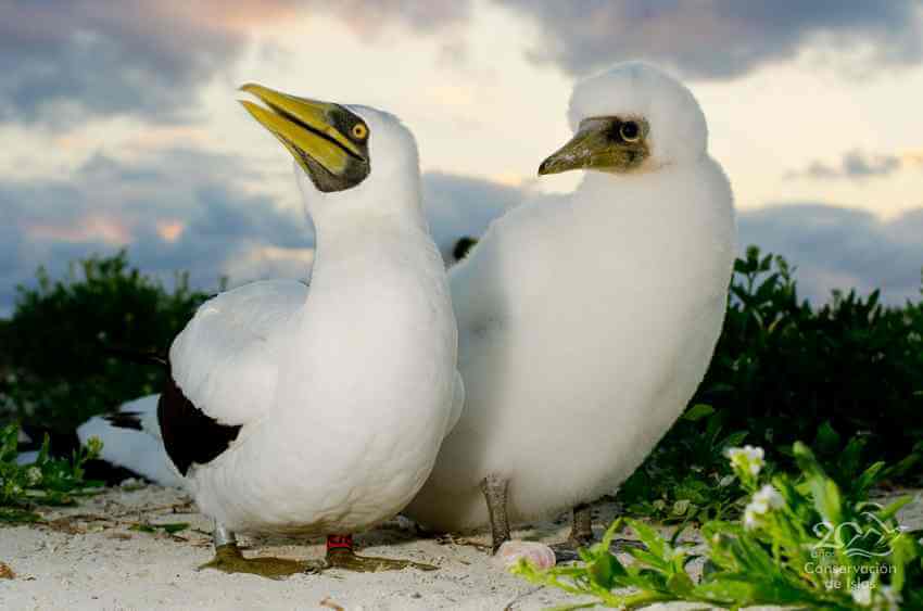 A masked booby with its chick.