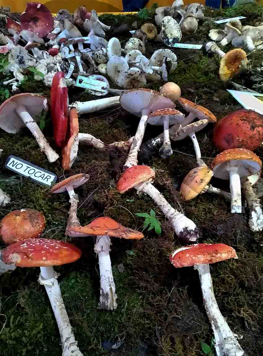mushrooms on display at Mixtlan Mushroom Festival in Jalisco