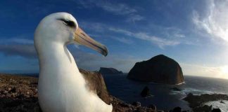 The Laysan albatross, named for an island in Hawaii, now thrives on Mexico's Guadalupe Island thanks to the removal of invasive species.