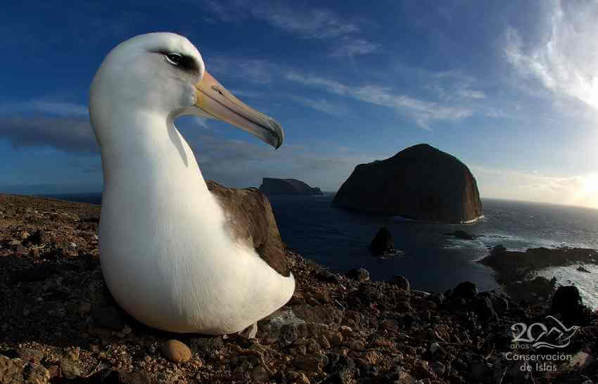 https://mexiconewsdaily.com/wp-content/uploads/2022/07/5-sm-Laysan-Albatross-on-Guadalupe-2.jpg