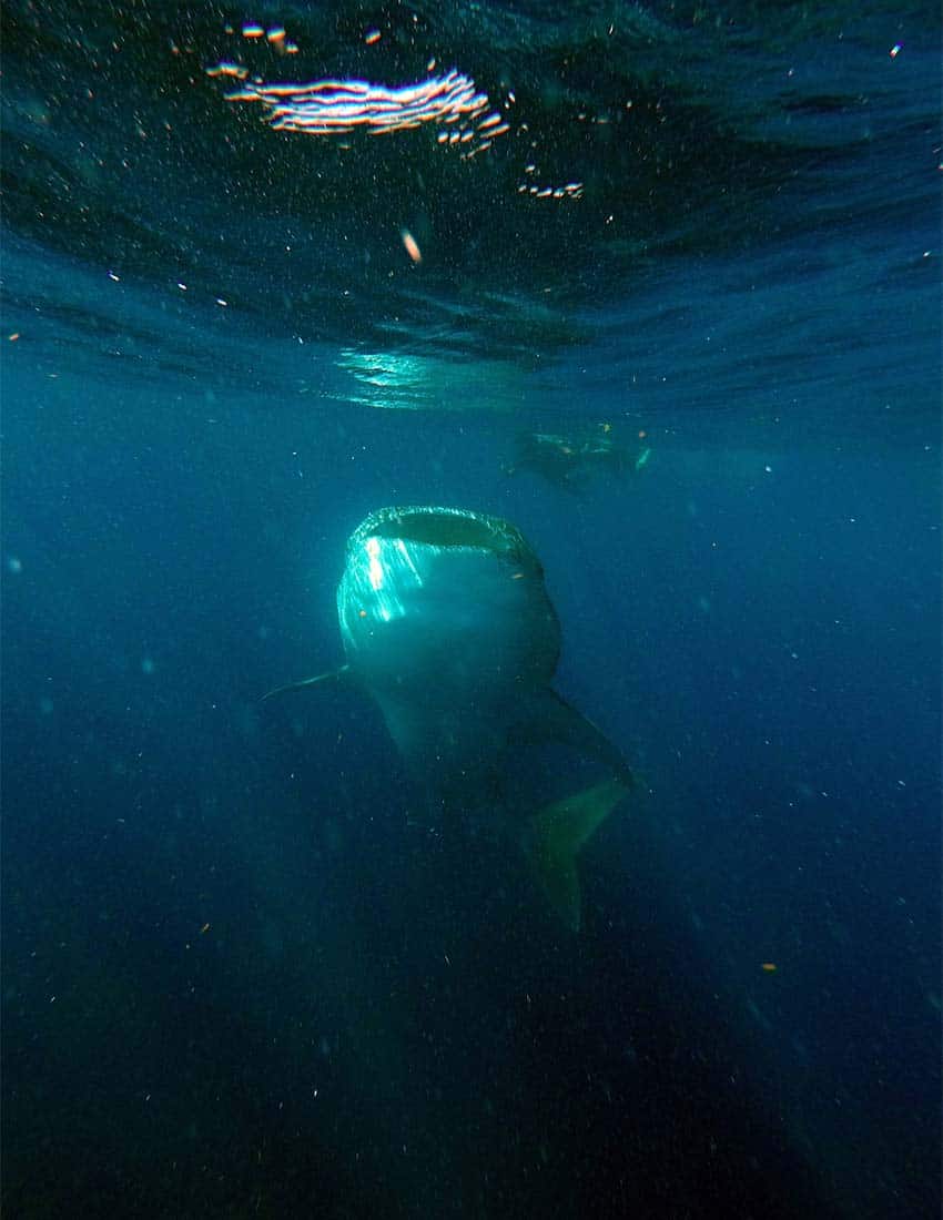 whale shark