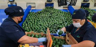 Avocado processing at a plant in Jalisco.