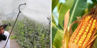 spraying crops with pesticides in Mexico