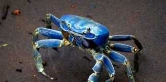 Blue crab