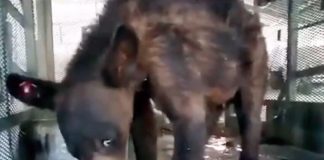 After the bear's big fall on Tuesday, the Coahuila Environment Ministry released video of the animal resting and eating.