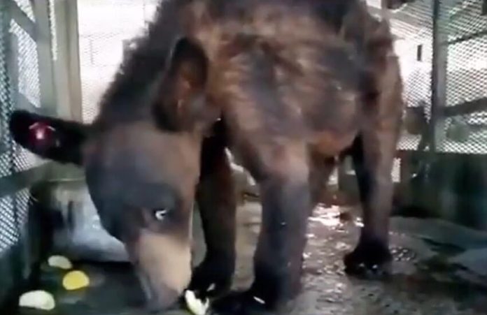 After the bear's big fall on Tuesday, the Coahuila Environment Ministry released video of the animal resting and eating.