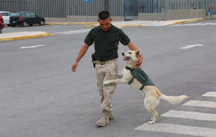 Coyotito with a fellow member of the Guard.