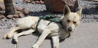 State Civil Guard police dog Coyotito.