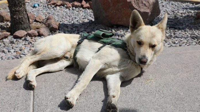State Civil Guard police dog Coyotito.