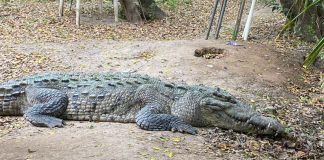 The crocodile was captured and relocated.