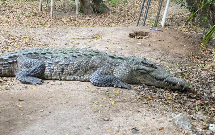 The crocodile was captured and relocated.