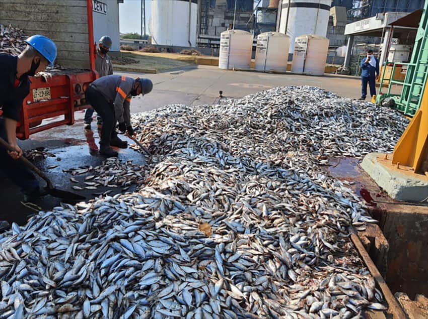 Plant workers clean up dead sardines. 