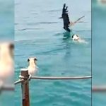 Dogs chase a pelican in Pichilingue Thursday.