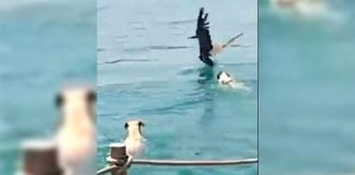 Dogs chase a pelican in Pichilingue Thursday.