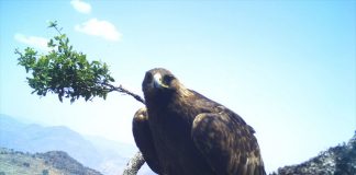 A golden eagle, as captured by a wildlife camera in Guanajuato.