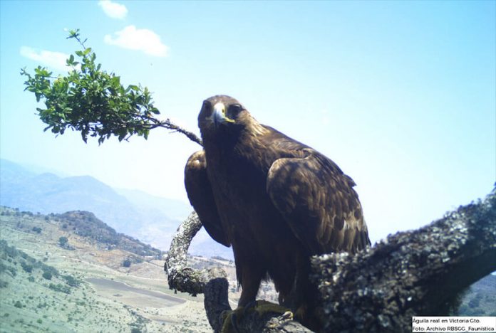 A golden eagle, as captured by a wildlife camera in Guanajuato.