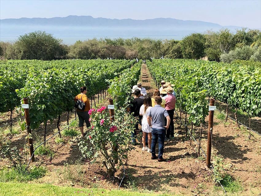 Visitors tour Finca La Estramancia, another Ribera de Chapala vineyard.