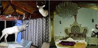 The investigators seized a wide variety of both live and taxidermied animals.