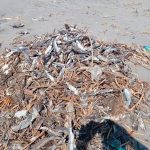 Dead fish on a Nayarit beach.