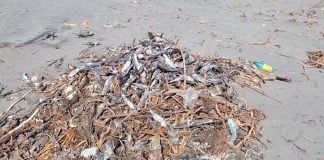 Dead fish on a Nayarit beach.