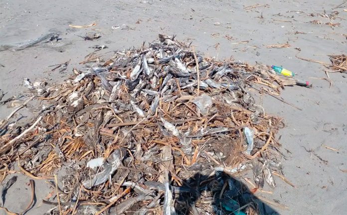 Dead fish on a Nayarit beach.
