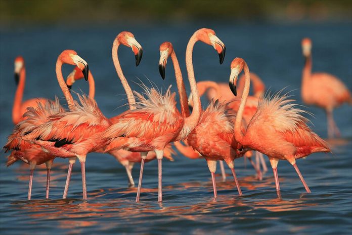 Yucatán's famous flamingos prefer to make their nests away from the paparazzi.