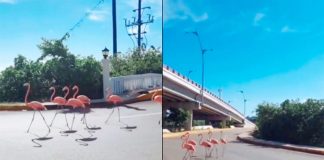 An elegant parade of flamingos in Progreso