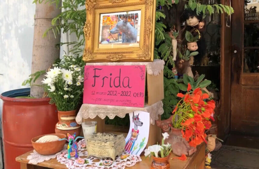 Frida's owners made an altar to honor her memory.