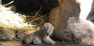 A photo of one of the cubs, shared by the mayor of Orizaba