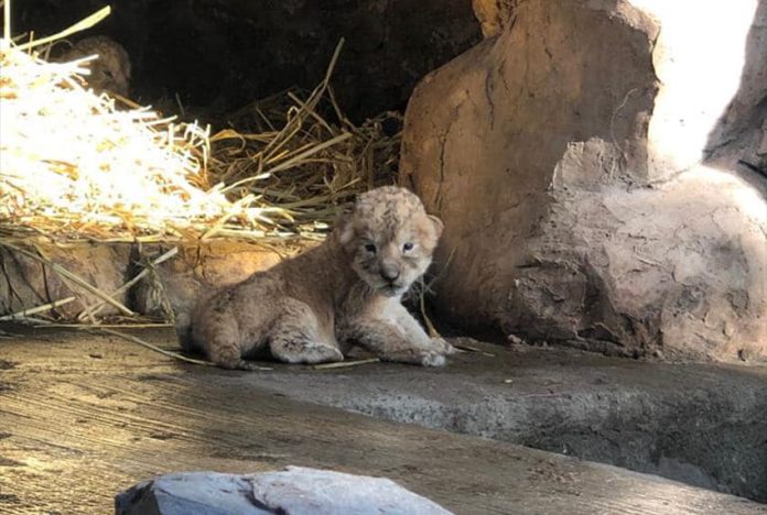 A photo of one of the cubs, shared by the mayor of Orizaba