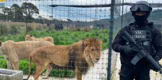 A police officer stands guard Monday at the animal sanctuary Black Jaguary-White Tiger.