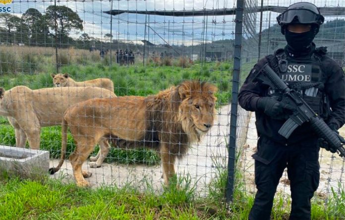 A police officer stands guard Monday at the animal sanctuary Black Jaguary-White Tiger.