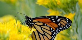 Efforts to plant native milkweed, reduce pesticide use and participate in community science networks provide hope that the species could recover, one expert said.