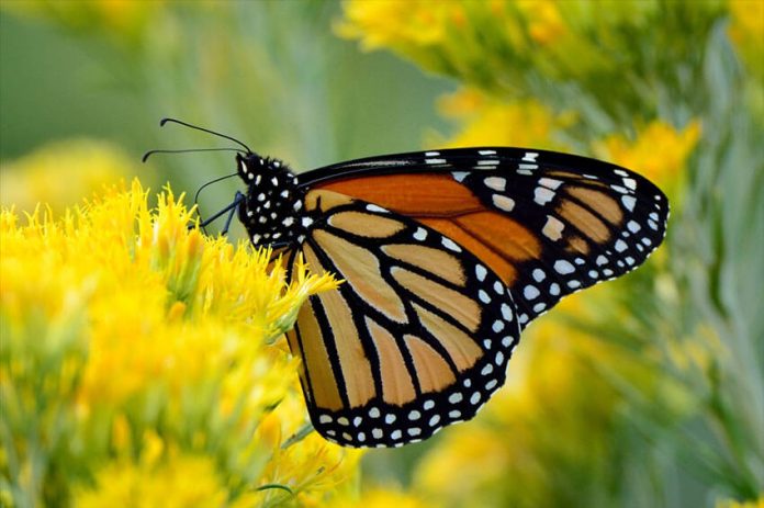 Efforts to plant native milkweed, reduce pesticide use and participate in community science networks provide hope that the species could recover, one expert said.