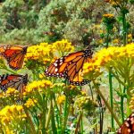 Butterflies at the Rosario Sanctuary.