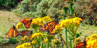 Butterflies at the Rosario Sanctuary.