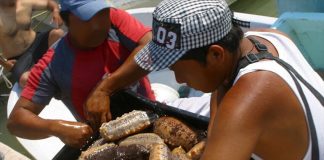 Yucatán Peninsula sea cucumber fishers.