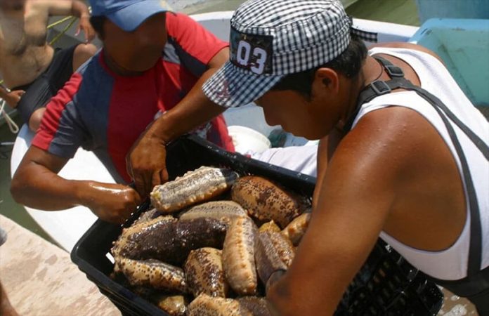 Yucatán Peninsula sea cucumber fishers.