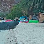An elephant seal enjoys some beach time in Baja California Sur.