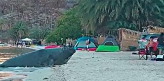 An elephant seal enjoys some beach time in Baja California Sur.