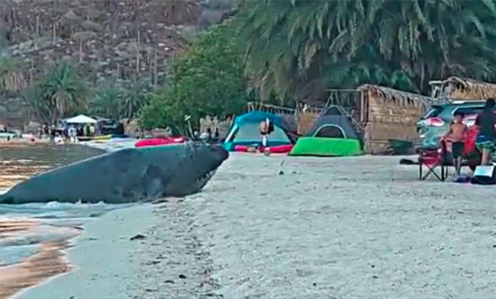 An elephant seal enjoys some beach time in Baja California Sur.