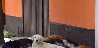 Animal abuse is a crime in Mexico, but enforcement can be uneven.