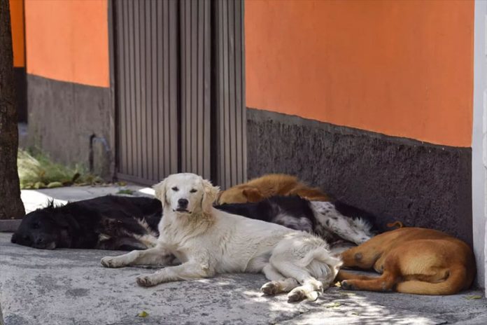 Animal abuse is a crime in Mexico, but enforcement can be uneven.