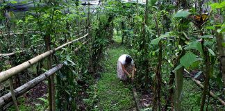 A farmer tends her vanilla crop in Puebla.