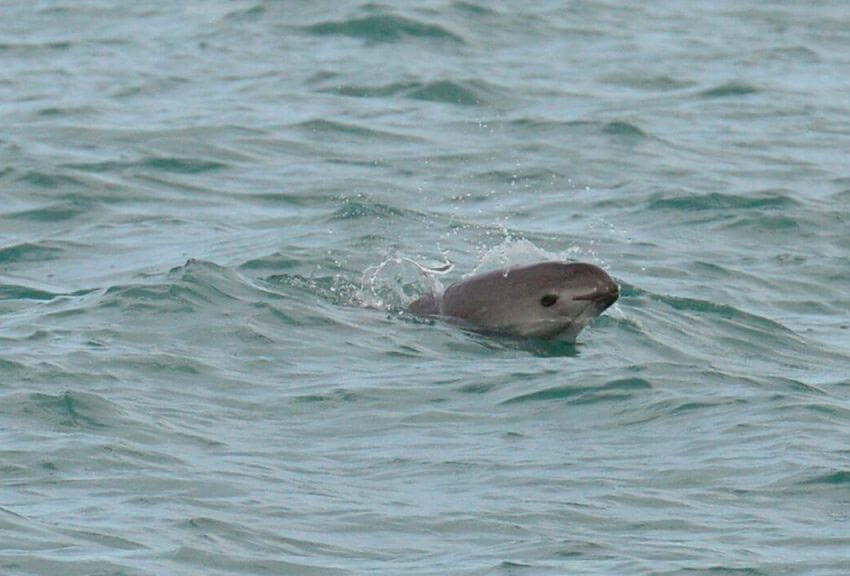 With so few vaquitas left, spotting one of the elusive porpoises is extremely rare.