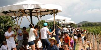 Grape stomping at La Redonda winery in Querétaro