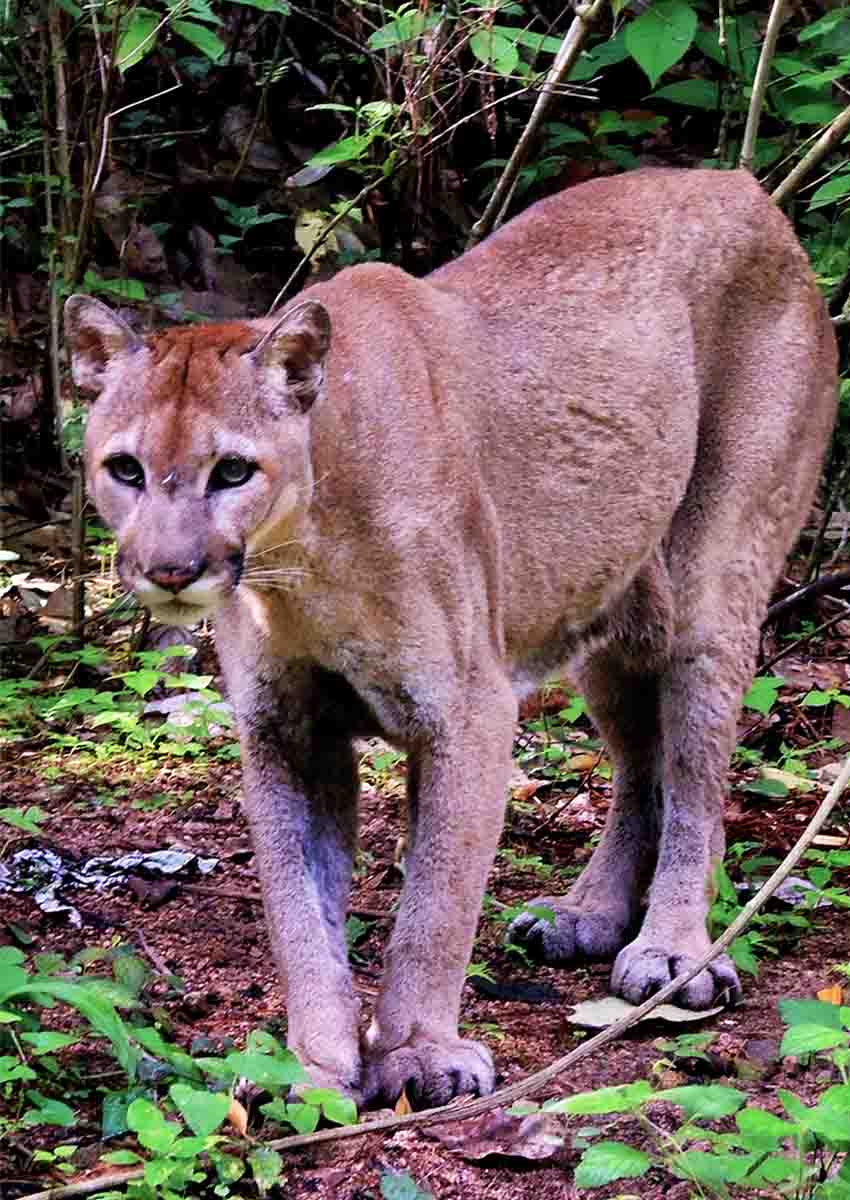 cougar at Potrero de Mulas wildlife reserve, Jalisco