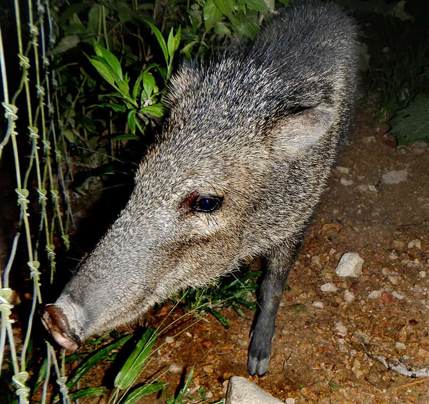 peccary Potrero de Mulas wildlife reserve, Jalisco